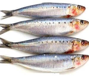 Rauwe Vis Sardine. 500 gram.